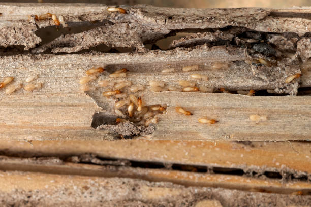 Bird Control in Fort Hood, TX
